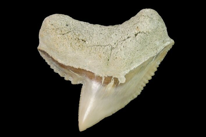 Fossil Tiger Shark (Galeocerdo) Tooth - Aurora, NC #143928